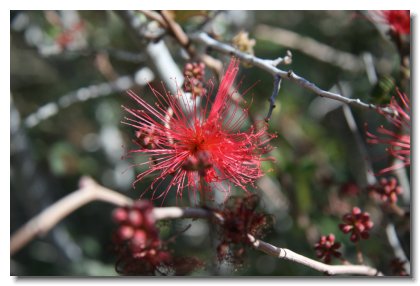 Tucson (30)   Fairy Duster